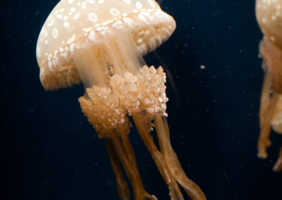 Jellyfish invasion